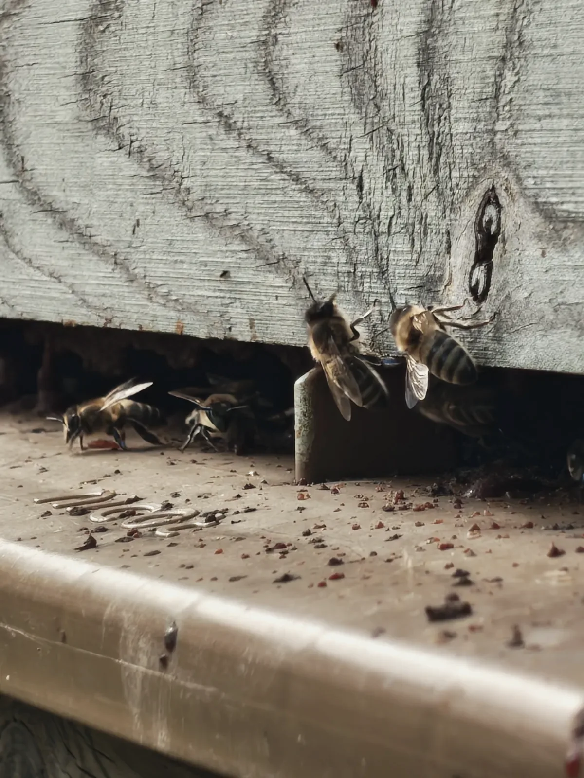 Bees at the entrance of a hive