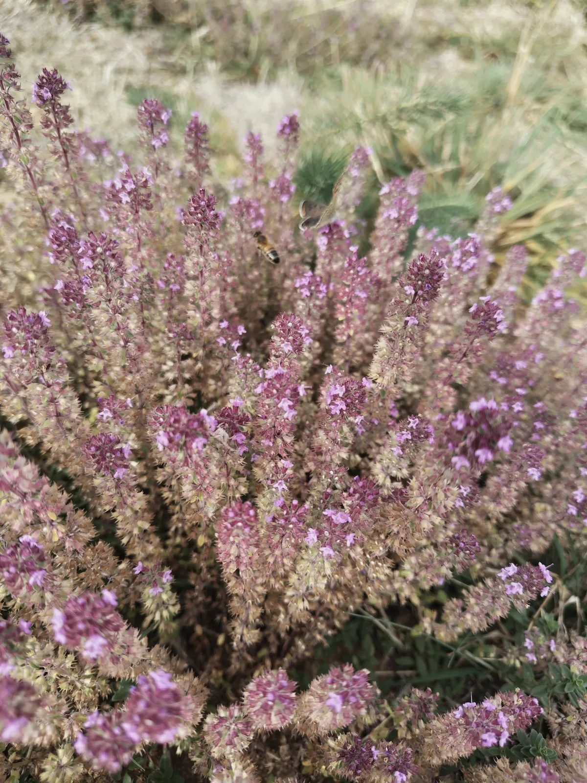 Bruyère en fleur sur la plateforme de maraîchage