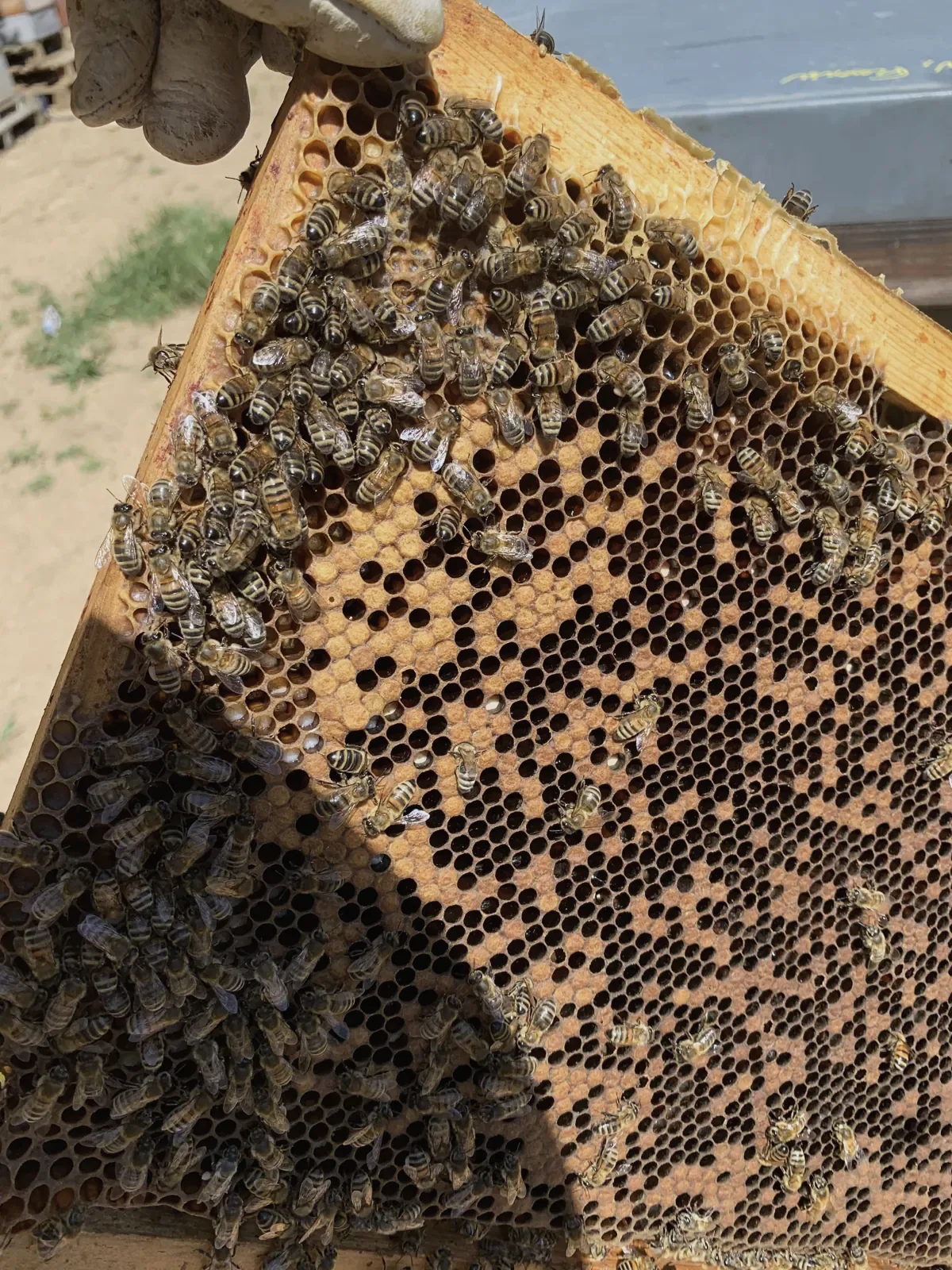 A hive frame covered in bees