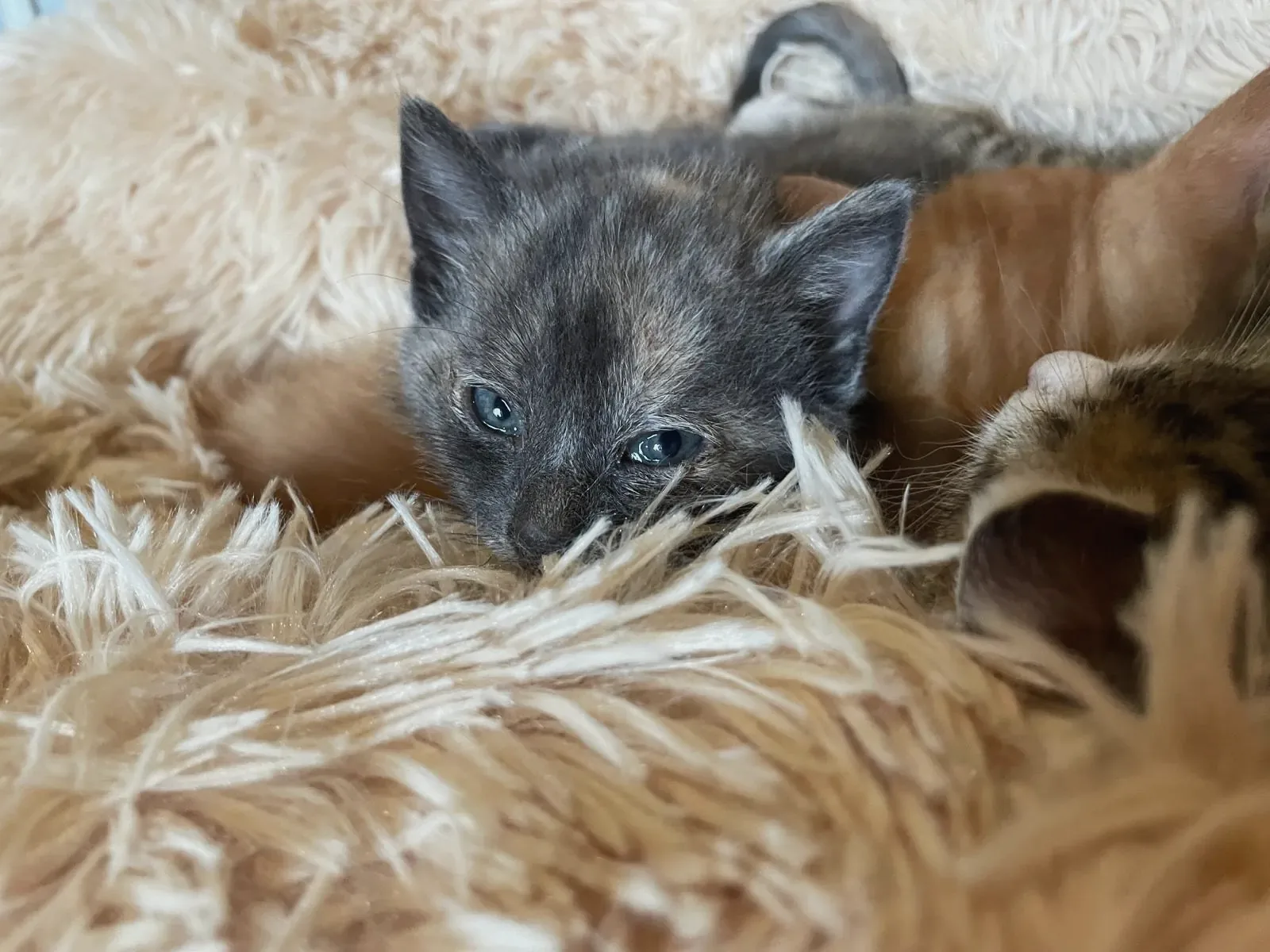 Les chatons offerts par la Ferme du Blot