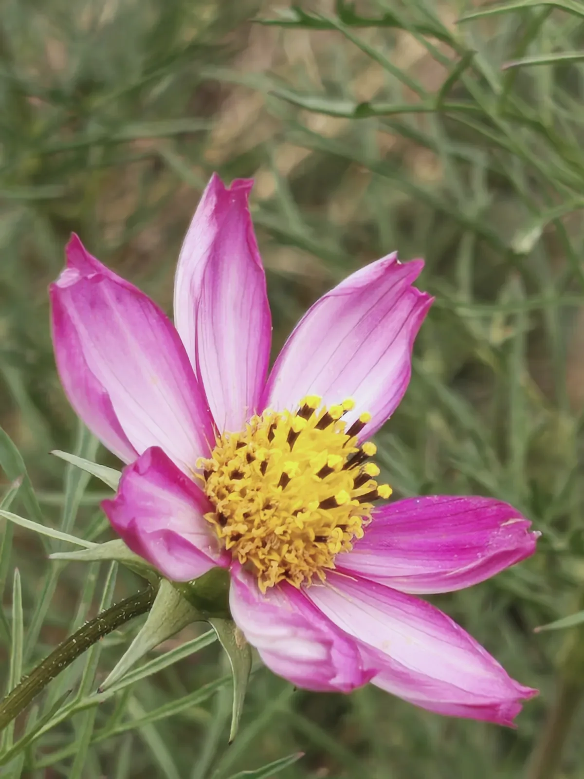 Cosmos en fleur dans les cultures