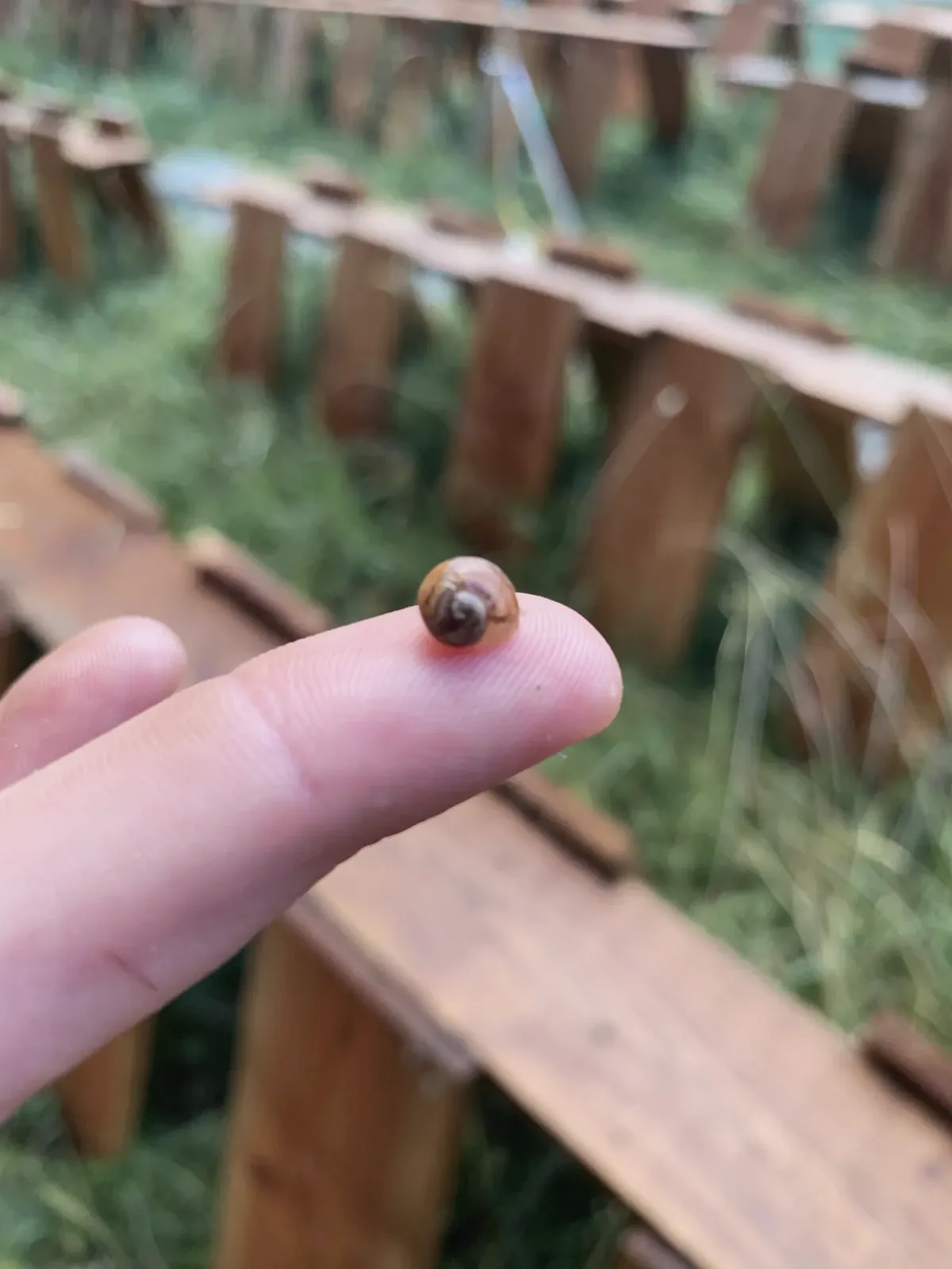 Un jeune escargot des parcs