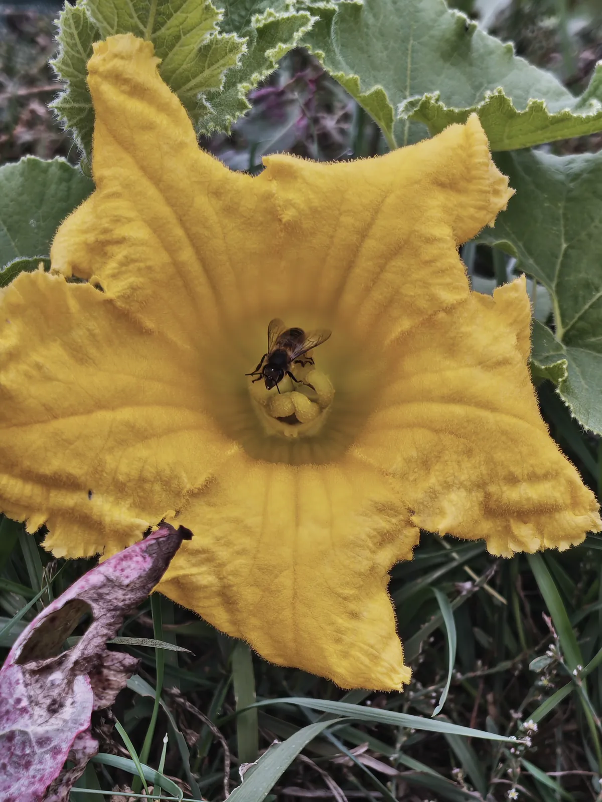 Une abeille au cœur d'une fleur de courge