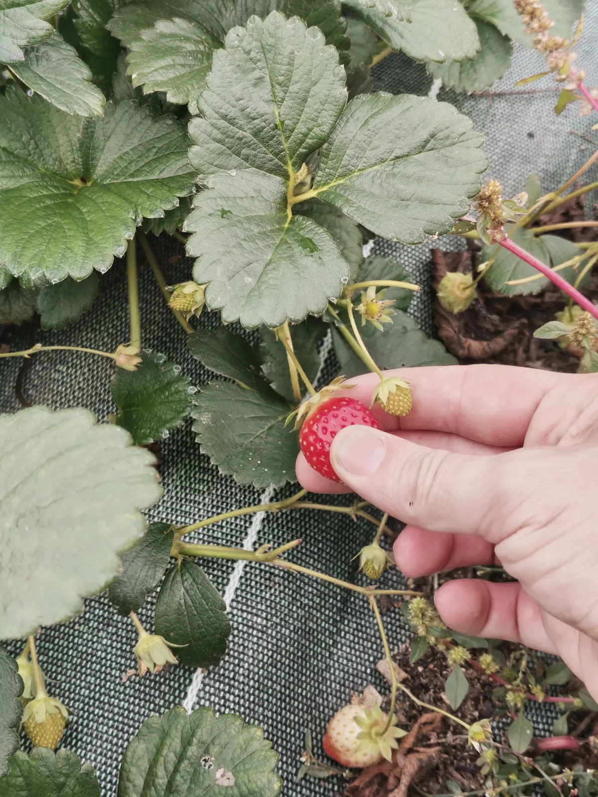 Picking a strawberry