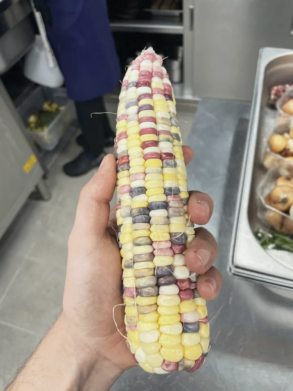 Épi de maïs multicolore
