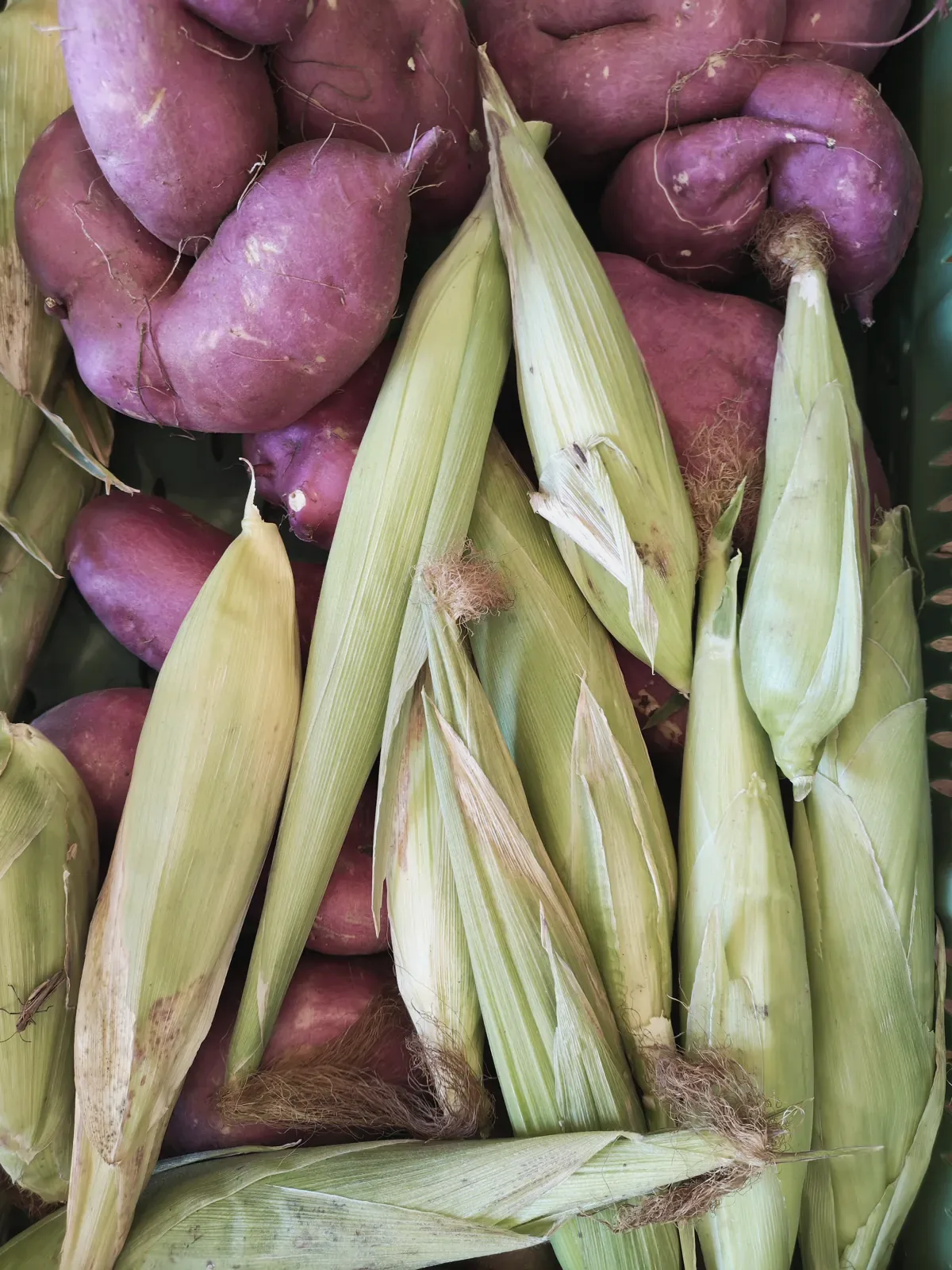 Harvested maize and sweet potatoes