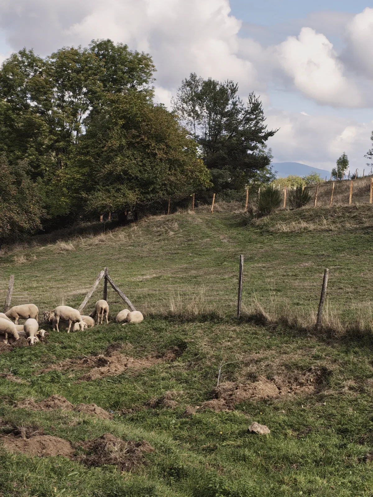 The sheep in the meadow