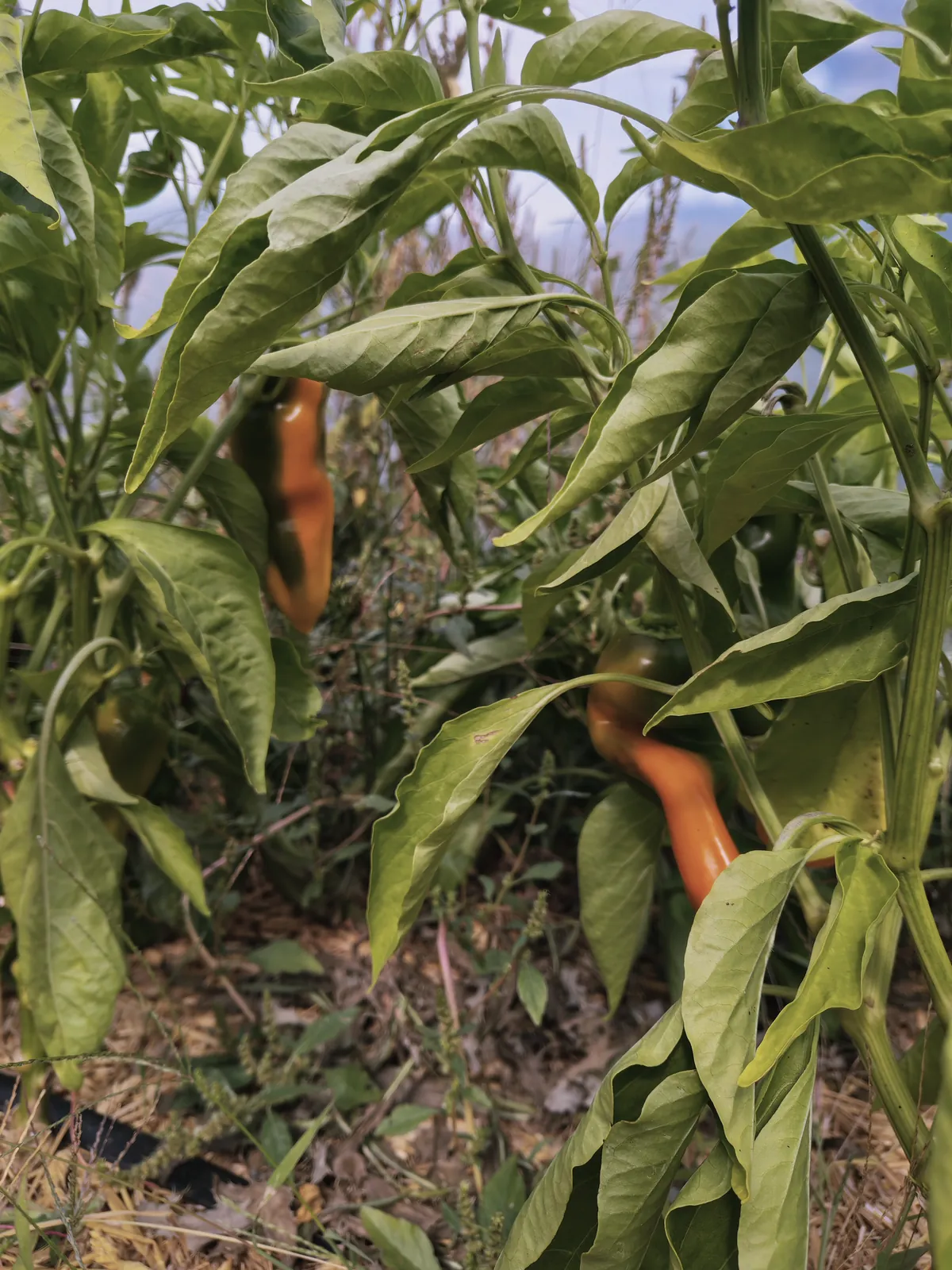 Piments sur pied au potager