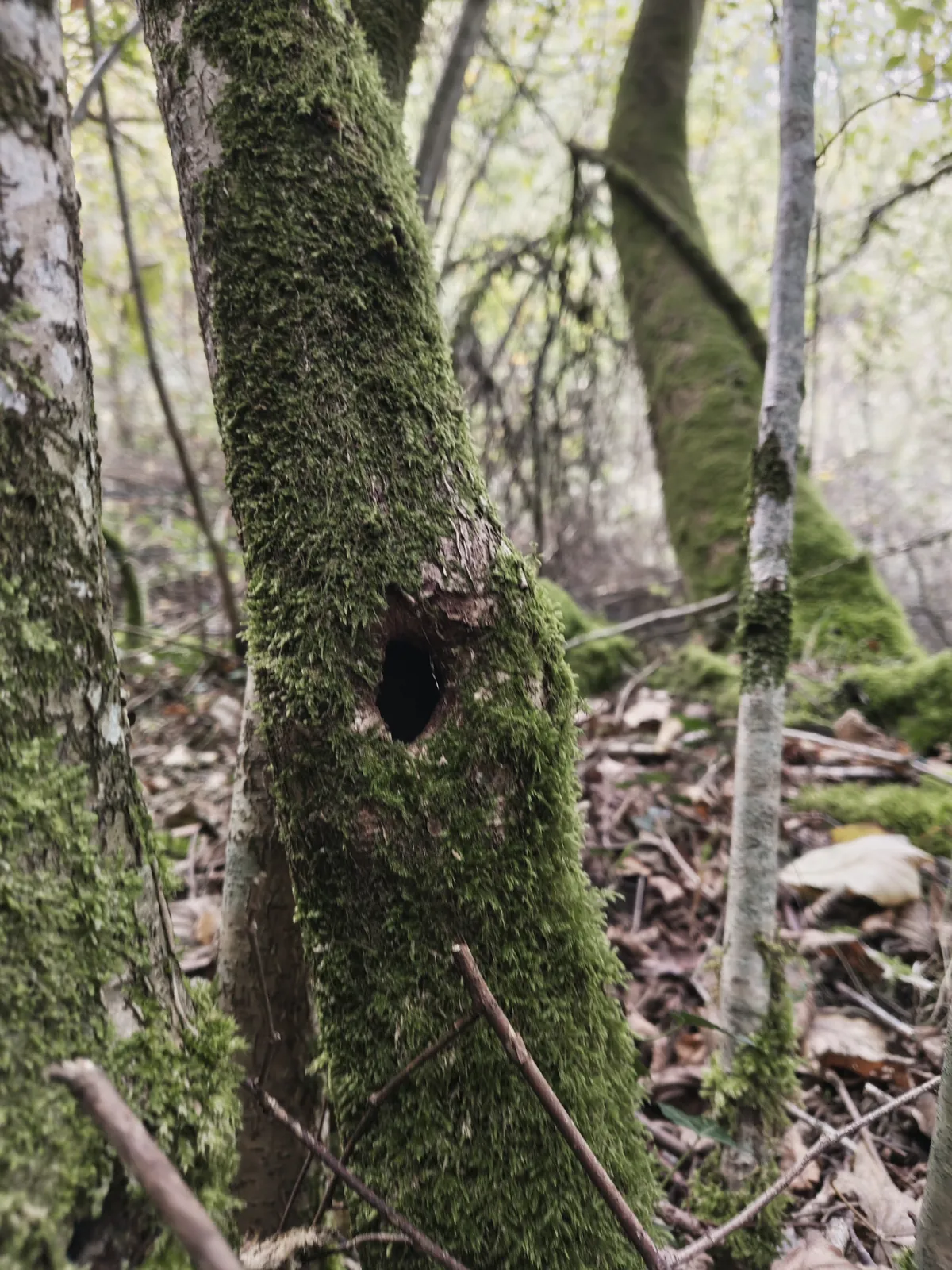 Les bois de la ferme, couverts de mousse