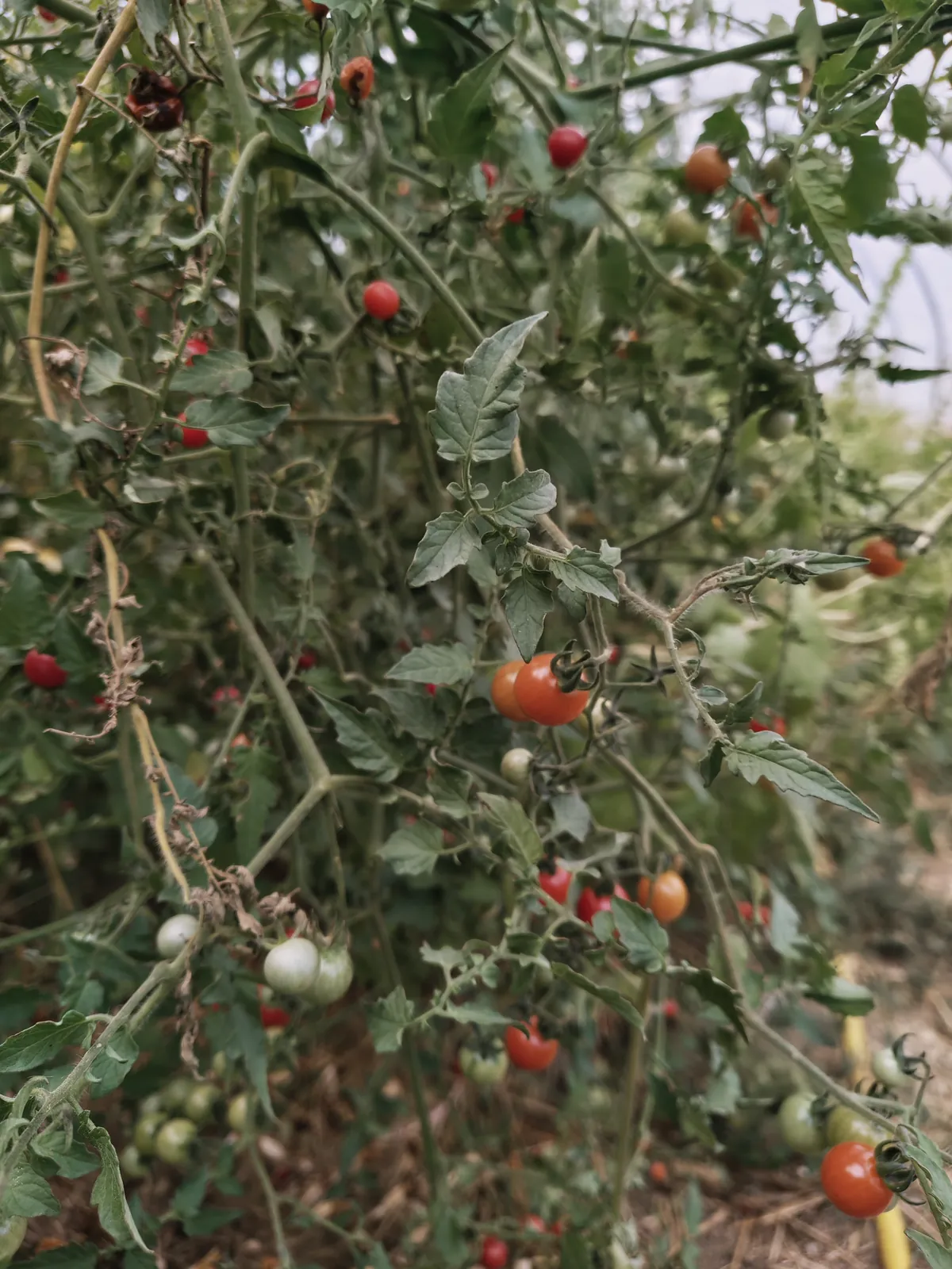 Tomates cerises au potager