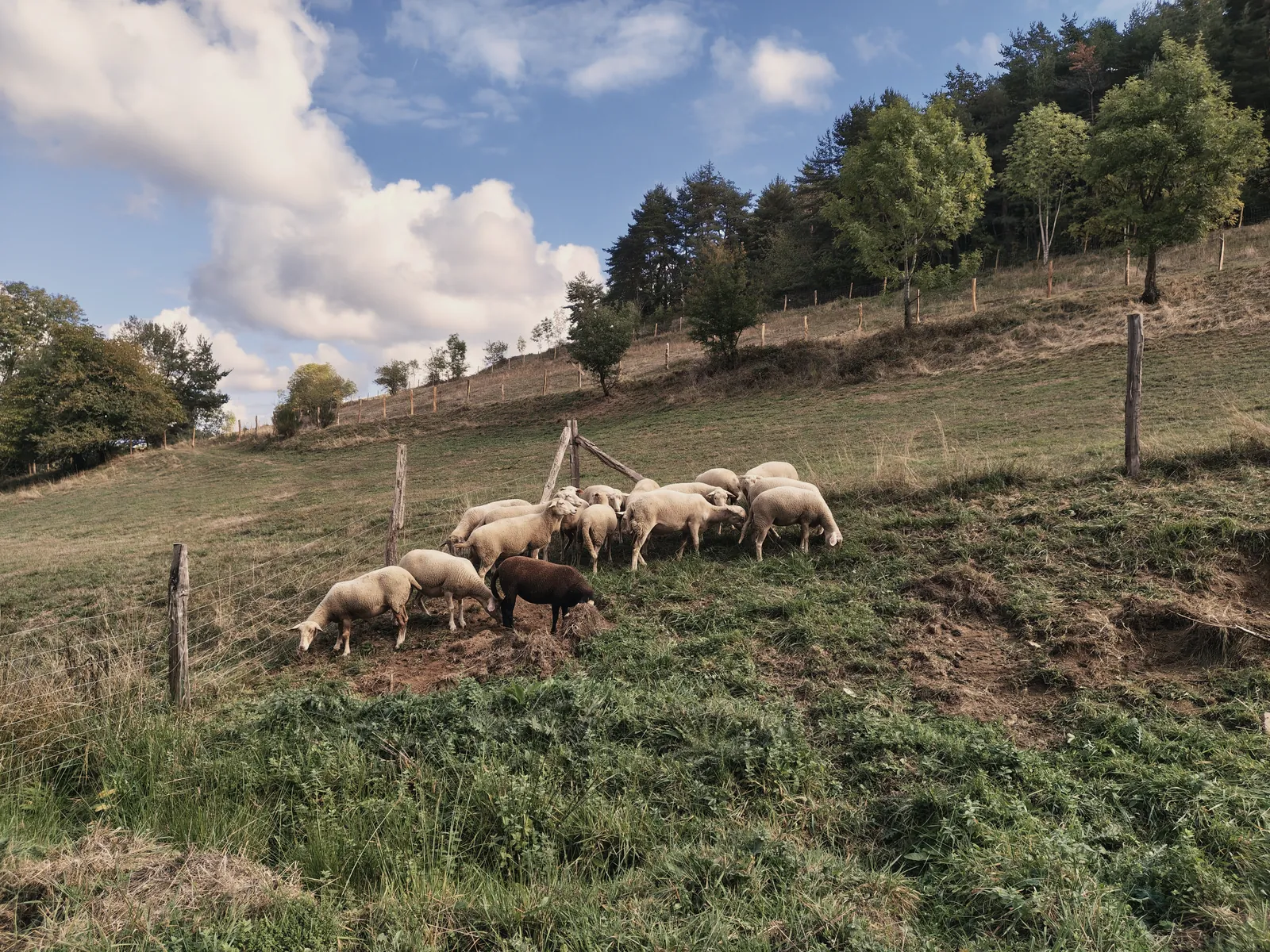 The flock of sheep in the meadow at La Borie